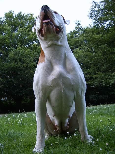 Amerikansk bulldog Bella R.I.P billede 11