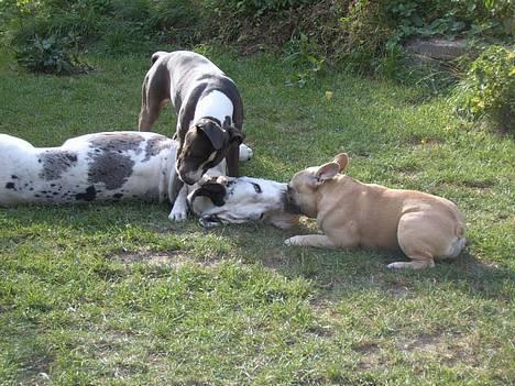 Amerikansk staffordshire terrier Emma - Nu har jeg jer...he he he billede 9