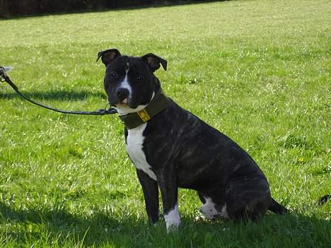 Amerikansk staffordshire terrier Taz.. billede 1
