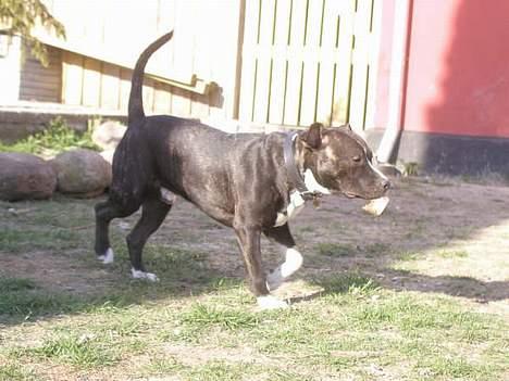Amerikansk staffordshire terrier Taz.. billede 2
