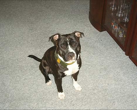 Amerikansk staffordshire terrier Taz.. billede 3