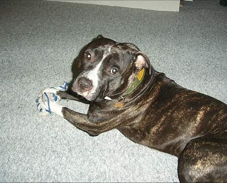 Amerikansk staffordshire terrier Taz.. - Jeg har ikke gjordt noget.. billede 4