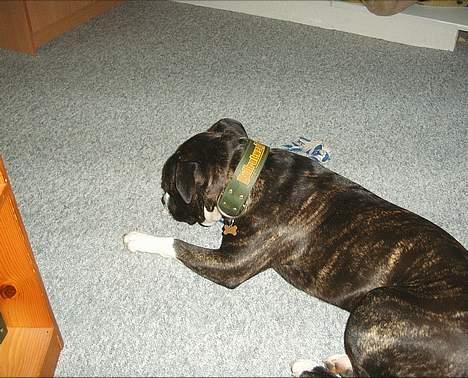 Amerikansk staffordshire terrier Taz.. billede 5