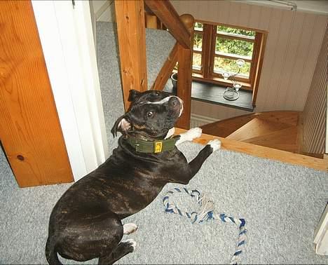 Amerikansk staffordshire terrier Taz.. billede 6