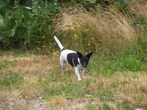 Blanding af racer Kira - Kommer nuuu billede 17