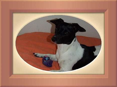 Blanding af racer Kira billede 18