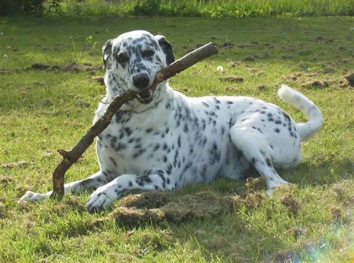 Blanding af racer Rollo billede 15