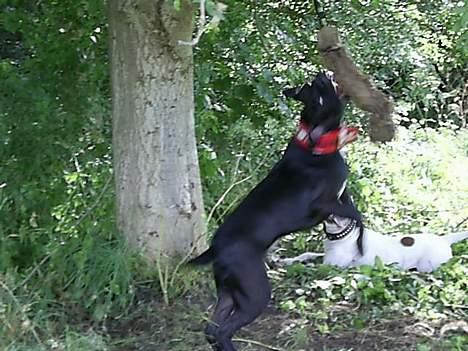 Blanding af racer cæzar(død) billede 19