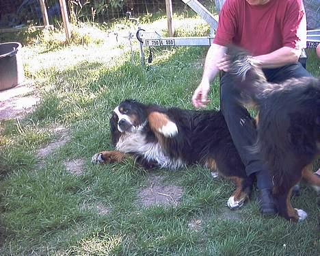 Berner sennenhund Snoopy (død) - Klø mig nu! billede 4