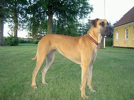 Grand danois great danes Ingha - Ingha i haven år 2005 billede 9