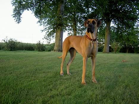 Grand danois great danes Ingha - Ingha i haven år 2005 billede 10