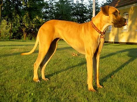 Grand danois great danes Ingha - Ingha i haven år 2005 billede 11