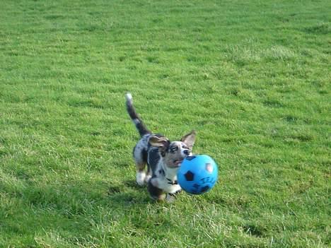 Welsh corgi cardigan Basse (Blue Merl) billede 4