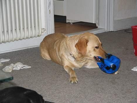 Labrador retriever Putte - har i lige set min bold.. billede 10