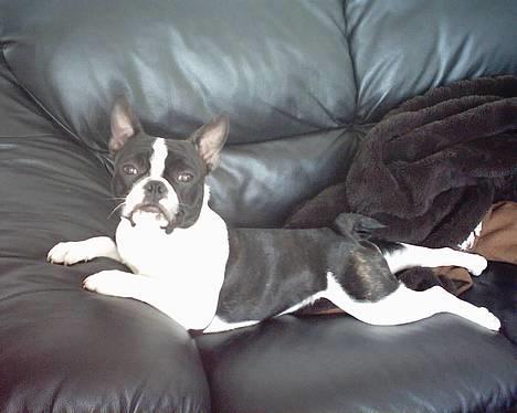 Blanding af racer Nielson - poserer for min Mooar :) billede 1