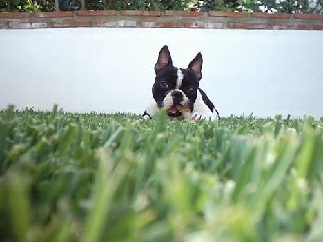 Blanding af racer Nielson - mmm smager godt :) billede 2