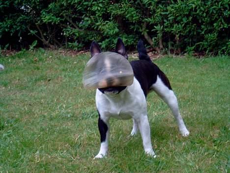 Blanding af racer Nielson - fresbee billede 3