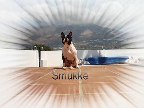 Blanding af racer Nielson - smukke nielson billede 4