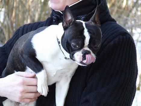 Blanding af racer Nielson - lundbykrat d. 12/3 billede 5