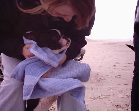 Blanding af racer Nielson - lad være moar billede 6