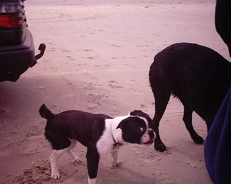 Blanding af racer Nielson - jeg ryster mig lige - det er såååå koldt :) billede 7