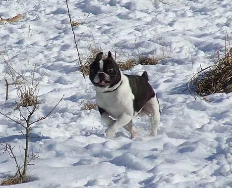 Blanding af racer Nielson - fuld fart over feltet... ludbykrat d. 12/3 billede 8