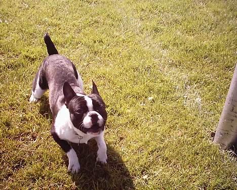 Blanding af racer Nielson - klar til at springe billede 9