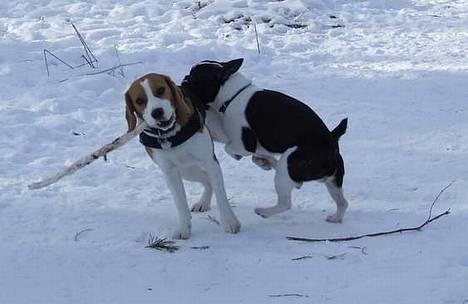 Blanding af racer Nielson - jeg tror lige jeg vælter den her beagle ;) billede 10