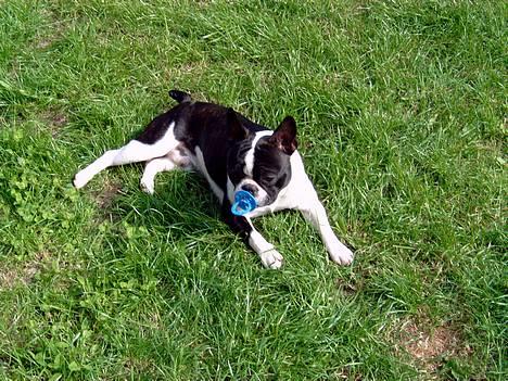 Blanding af racer Nielson - ææælsker bare min sut. billede 12