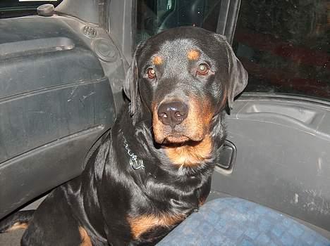 Rottweiler Mars - det bedste jeg ved er at være med far ude at køre billede 2