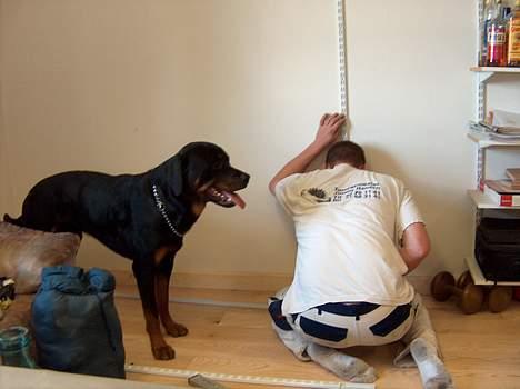 Rottweiler Mars - Far´s arbejde går bare nemmer hvis jeg hjælper til...... mener jeg ! billede 3