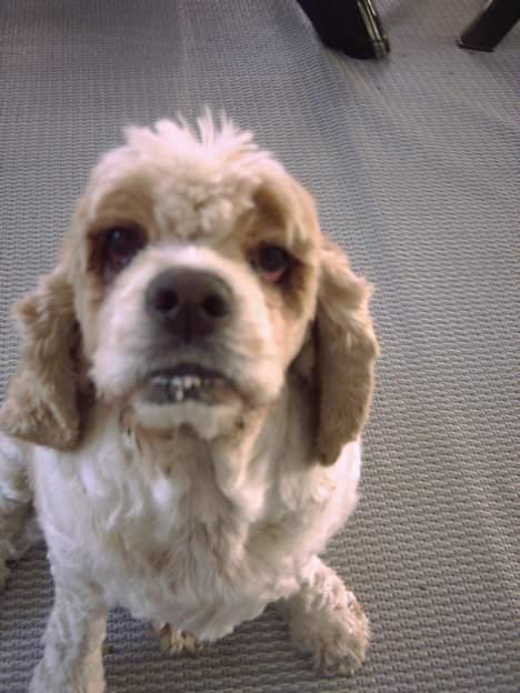 Amerikansk cocker spaniel Galaksi Rocket Man billede 13