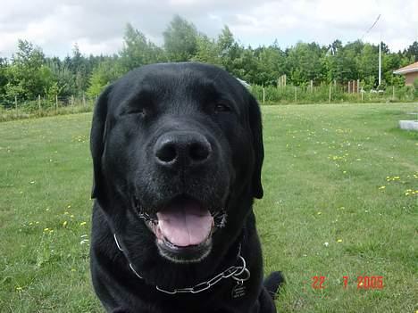 Labrador retriever Spike billede 2