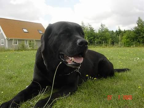 Labrador retriever Spike billede 3