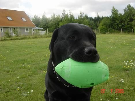 Labrador retriever Spike billede 4