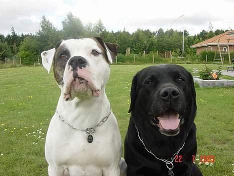 Labrador retriever Spike - Mig og lillebror billede 5