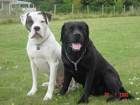 Labrador retriever Spike billede 6