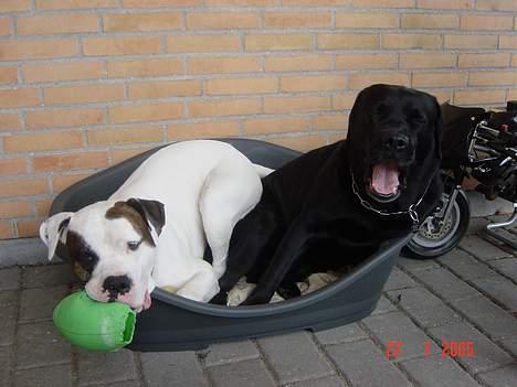 Labrador retriever Spike billede 7