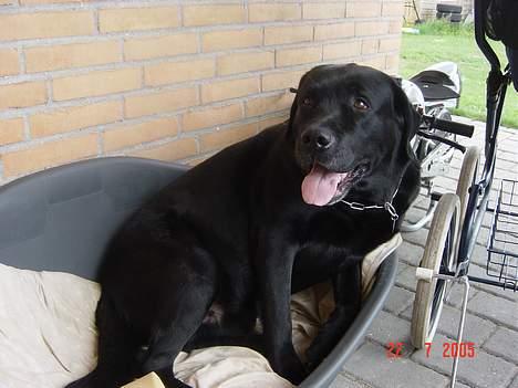 Labrador retriever Spike - Hygger inden lillebror kommer billede 8