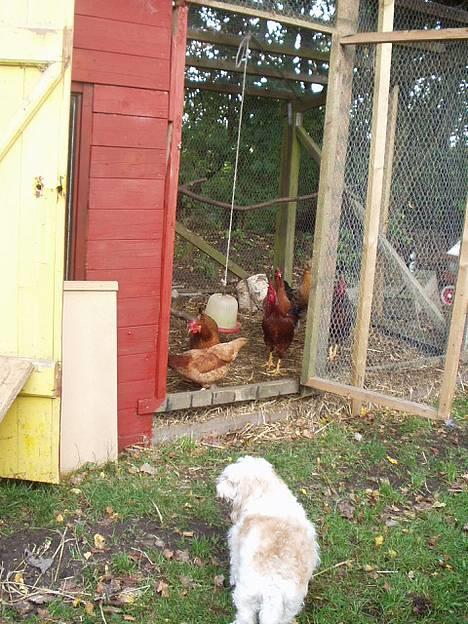 Blanding af racer perle - I kommer ikke forbi mig..:) hehe billede 1