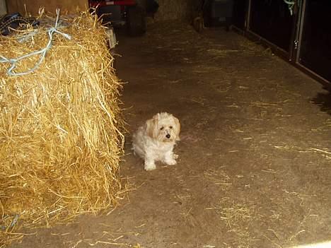 Blanding af racer perle billede 2