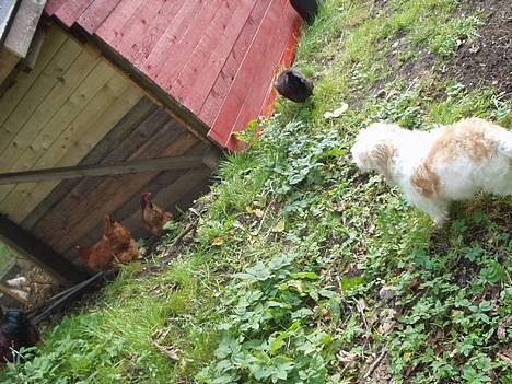 Blanding af racer perle billede 3