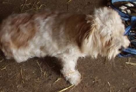 Blanding af racer perle billede 4