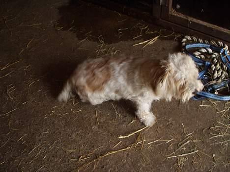 Blanding af racer perle billede 5