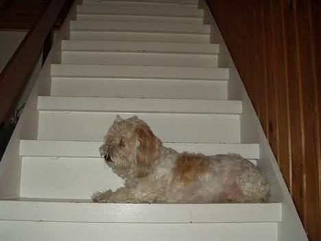 Blanding af racer perle billede 6