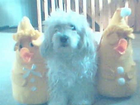 Blanding af racer perle billede 7