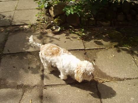 Blanding af racer perle billede 9