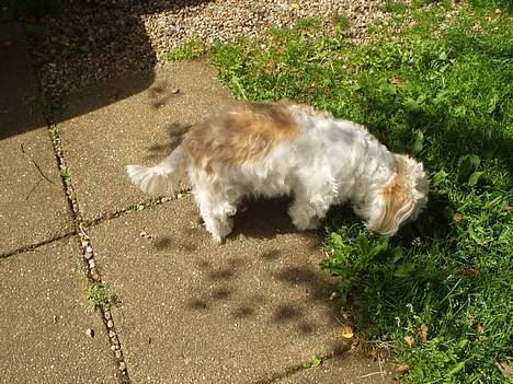 Blanding af racer perle billede 10