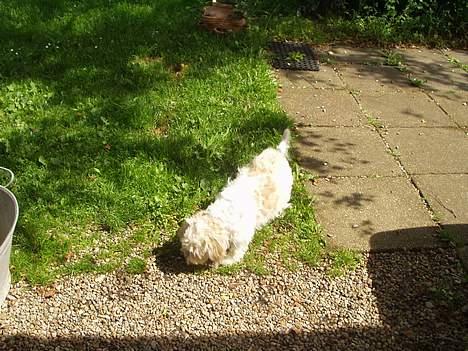 Blanding af racer perle billede 11