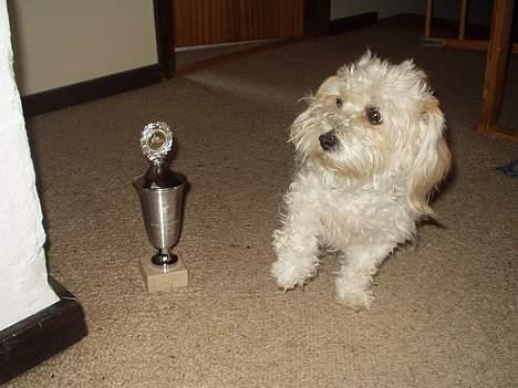 Blanding af racer perle - man kan da godt blive lidt bange når der liih pluslig står min gamle pokal ved siden af mig, men er da stold ;b billede 12